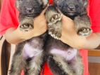 German Shepard Long Coat Puppies