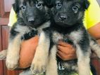 German Shepard Long Coat Puppies