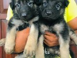 German Shepard Long Coat Puppies