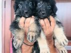 German Shepard Long Coat Puppies