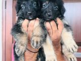 German Shepard Long Coat Puppies