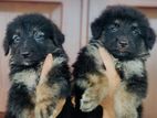 German Shepard Long Coat Puppies