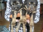 German Shepard Long Coat Puppies