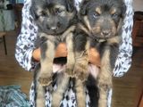 German Shepard Long Coat Puppies