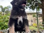 German Shepard Long coat puppies