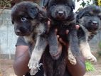 German Shepard Long Coat Puppies