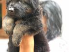 German Shepard Long Coat Puppies