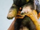 German shepard long coat puppy