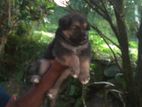 German Shepard Long Coat Puppy