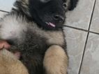 German Shepherd Long Coat Puppies