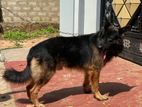 German Shepard Male Crossing