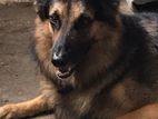 German Shepherd Male Dog for Crossing