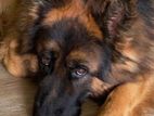German Shepard Male Dog for Studding