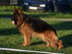 German Shepard Male For Crossing