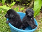 German Shepard Puppies