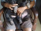 German Shepard Puppies