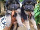 German Shepard Puppies