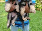 German Shepard Puppies