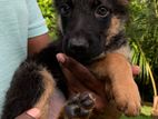 German Shepard Puppies