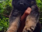 German Shepard Puppies