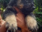 German Shepard Puppies