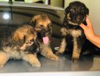 German Shepard Puppies