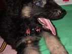 german shepard puppies