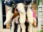 German Shepard Puppies