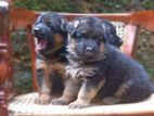 German Shepard Puppies (KASL)