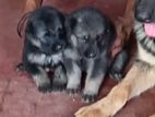 German Shepard Puppy