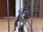 German Shepherd Puppy