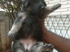 German Shepard Puppy