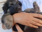 German Shepherd Puppy