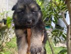German Shepard Puppy