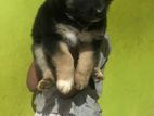 German Shepard Puppy