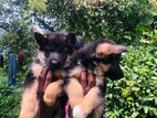 German Shepard Puppies