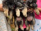 German Shepherd Puppies