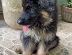 German Shepard Puppy (Long Coat)