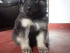 German Shepard Puppy (Long Coat)