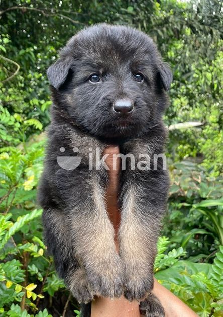 German Shepard Puppy for Sale in Kandy City | ikman
