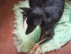 German Shepherd Dog for Kind Home