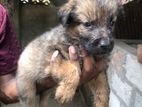 German Shepard x Rottweiler puppies