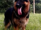 German Shepart Dog for Crossing