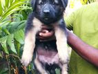 German Shepard Puppy