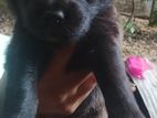 German shepart mikx papy