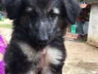 German Shepat Long Cort Puppy