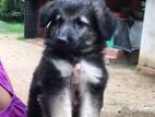 German Sheperd Puppy