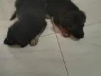 german Shepered Puppies
