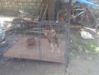 Cage with Germen Shephered Puppy