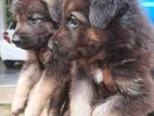 German Shepehrd Puppies
